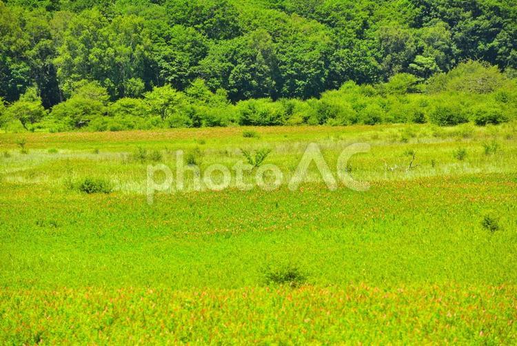 夏の戦場ヶ原（栃木日光） 草原,新緑,山の写真素材