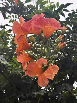 赤い花 赤い花の写真
