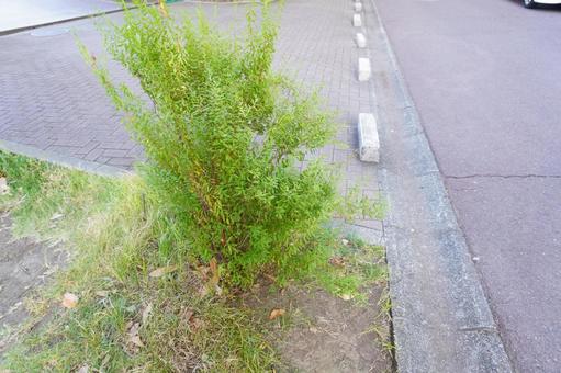 雑草とコンクリート 雑草,緑,グリーンの写真素材