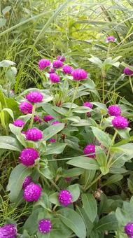 暑さに負けず晩秋まで咲く千日紅 暑さに負けず晩秋まで咲く千日紅 千日紅,花,暑さに強いの写真素材