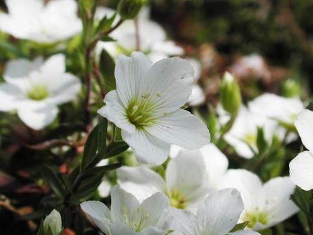 Photo, arenaria montana, a flower, macro, 
