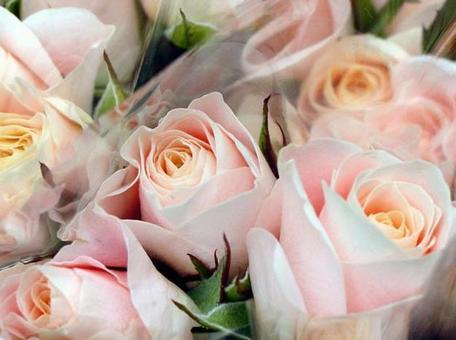 薔薇の花束 薔薇の花束の写真