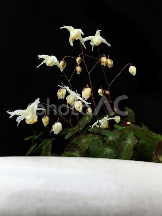 水滴の付いたイカリソウの花 イカリソウ,花,白い花の写真素材
