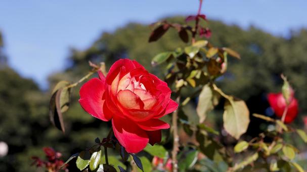【花の写真】ばらの花 rose,植物,園芸の写真素材