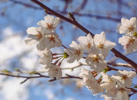 ソメイヨシノ桜2ー23 ソメイヨシノ桜2ー23の写真