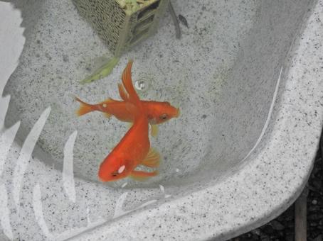金魚 金魚 魚,キンギョ,赤の写真素材