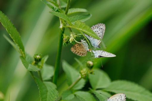 黄色い花にとまるシジミチョウ 黄色い花にとまるシジミチョウ 蝶,昆虫,チョウの写真素材