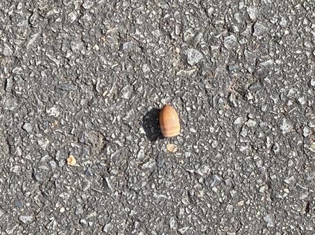 木の実 木の実 木の実,どんぐり,秋の写真素材