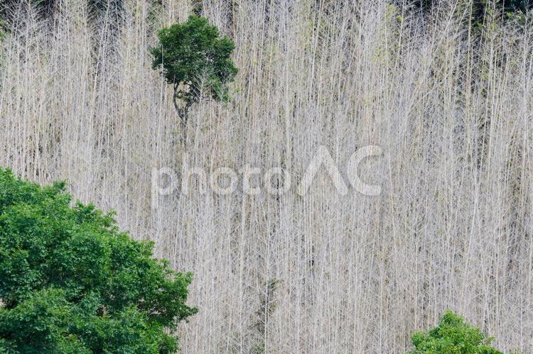 立ち枯れの竹林 竹林,薄茶色,枯れたの写真素材