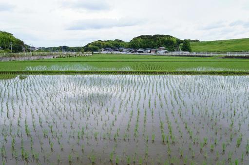 水田風景 稲,風景,景色の写真素材