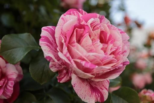 バラ園にて綺麗な薔薇を撮りました バラ園にて綺麗な薔薇を撮りましたの写真