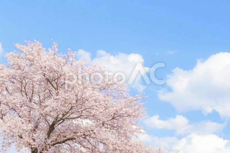 満開の桜と青空 桜,サクラ,春の写真素材