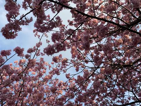 真上には綺麗な河津桜の写真