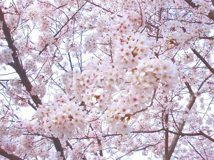 桜2 桜,花,春の写真素材