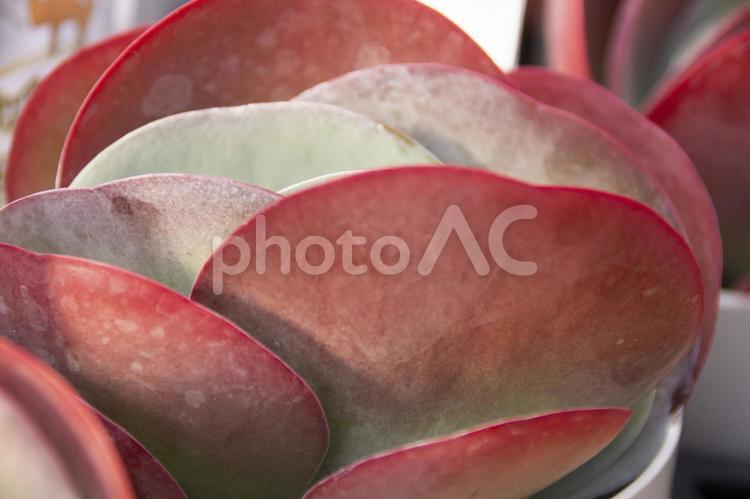 デザートローズ　多肉植物 デザートローズ,多肉植物,唐印の写真素材