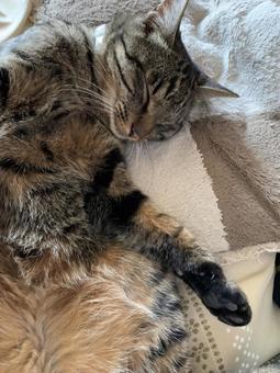 無防備な猫 無防備な猫 ネコ,ペット,無防備の写真素材