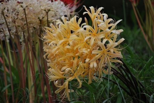 [Flower photo] Scenery of blooming red spider lilies, JPG