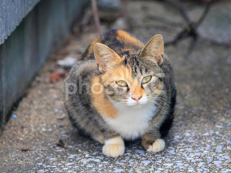 港で生活する美人なママ猫さんです。 猫,野良猫,地域猫の写真素材
