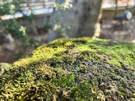 苔むした岩 苔むした岩の写真
