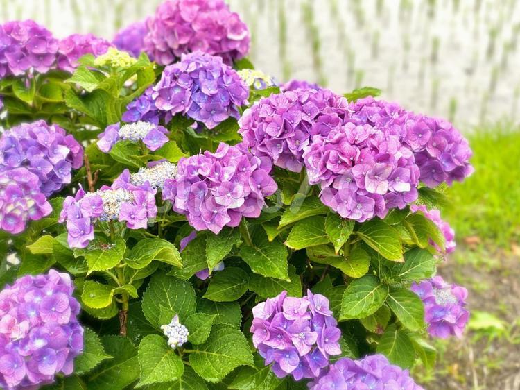 雨の日のあじさい 紫陽花,あじさい,花の写真素材