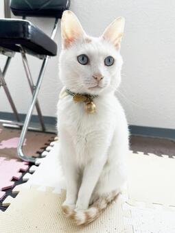 251208_白猫01 猫,白猫,飼い猫の写真素材