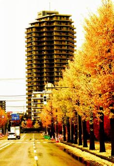 札幌厚別１３条通りのイチョウ並木 イチョウ並木,絶景地,日差しの写真素材