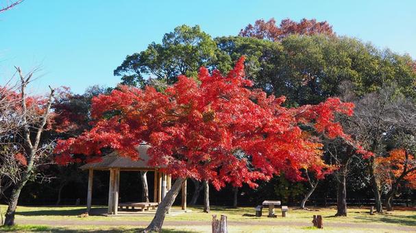 秋の飯能中央公園・楓の紅葉・埼玉県飯能市 秋の飯能中央公園・楓の紅葉・埼玉県飯能市 秋,紅葉,飯能中央公園の写真素材