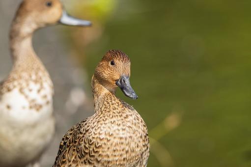 オナガガモのメス オナガガモのメス オナガガモ,カモ,鴨の写真素材