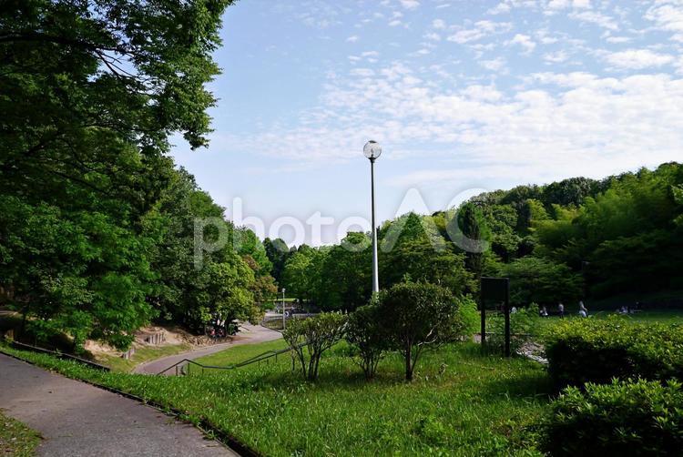 夏の公園風景 公園風景,夏,初夏の写真素材