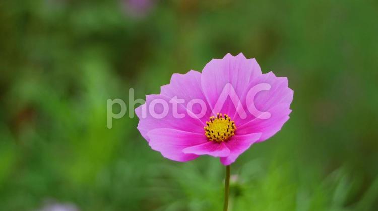 秋に咲く憩いの花、コスモス コスモス,秋,10月の写真素材