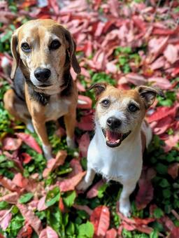 赤い落ち葉の絨毯 犬,ビーグル,ジャックラッセルテリアの写真素材