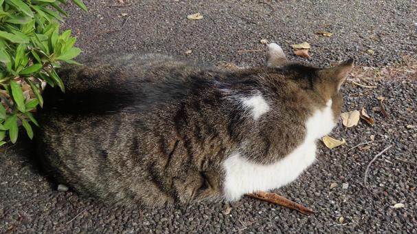 日向ぼっことお昼寝が日課のもふもふな猫様 猫,キジシロ,眠り猫の写真素材
