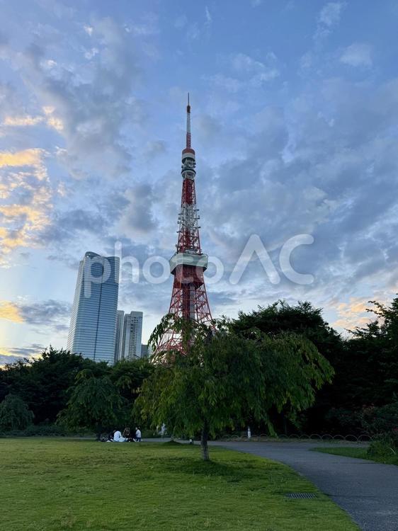 夕方　芝公園から東京タワーが見える 晴れ,芝生,夕方の写真素材
