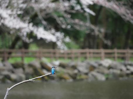 桜とカワセミ カワセミ,川蝉,鳥の写真素材