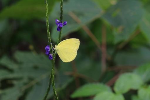 A butterfly resting on a purple flower 4, JPG A butterfly resting on a purple flower 4, JPG