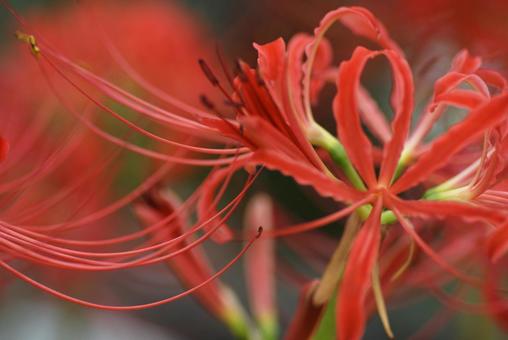 彼岸花の写真