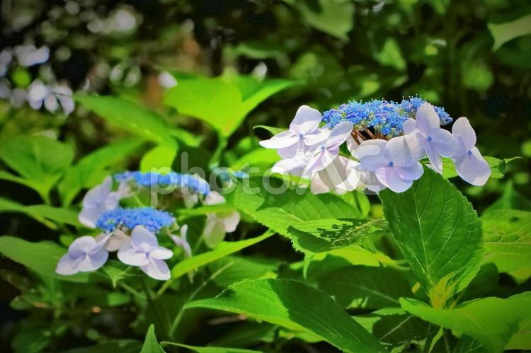 美しいブルーの額アジサイ 植物,花,紫陽花の写真素材
