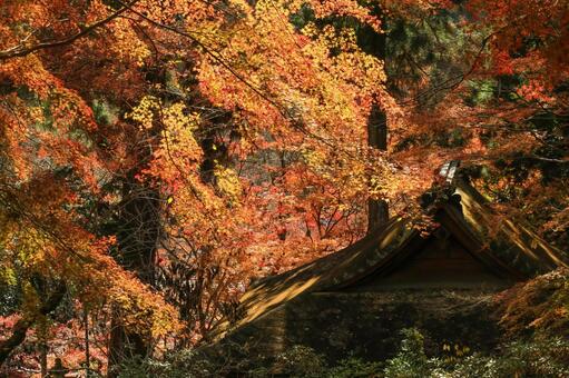 室生寺 室生寺,弥勒堂,女人高野の写真素材