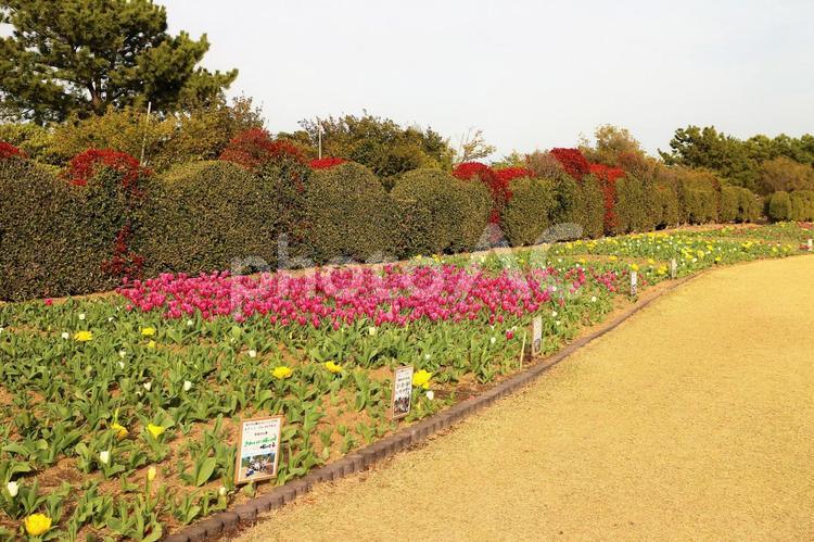 チューリップ　まだまだ　春はこれから チューリップ,赤いチューリップ,花の写真素材