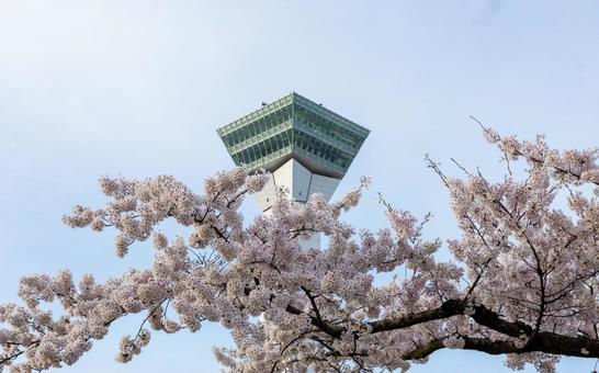五稜郭タワーと満開の桜 五稜郭タワーと満開の桜の写真