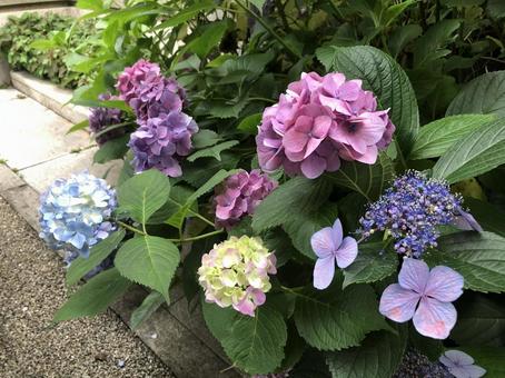カラフルな紫陽花の写真