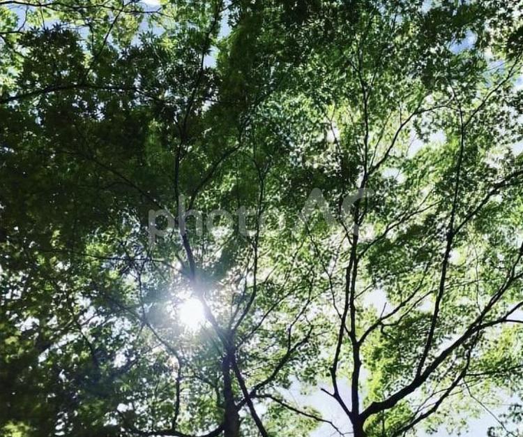 木漏れ日 木漏れ日,空,木の写真素材