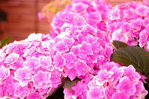 紫陽花 紫陽花の写真
