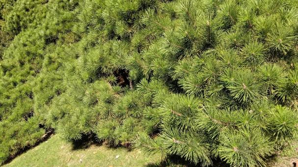 松 松 松,松の木,自然の写真素材