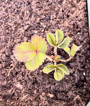 苺の苗 イチゴ,いちご,果物の写真素材