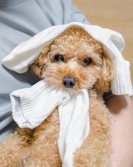 靴下を噛むトイプードル 靴下を噛むトイプードル 犬,靴下,悪戯の写真素材