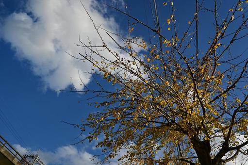 イチョウと青空 イチョウと青空の写真