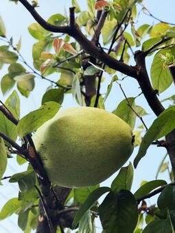 かりん かりん,木の実,晩秋の写真素材