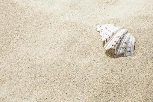 砂浜と貝殻 砂浜と貝殻 貝,貝殻,一個の写真素材