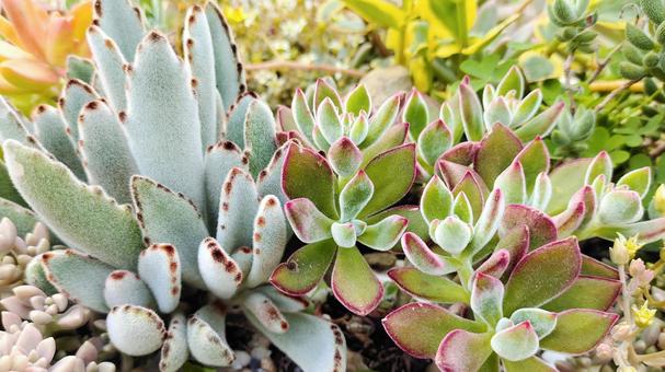 Group planting of succulents 002, succulent rośliny, liście roślin, zakład, JPG